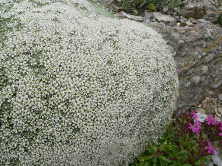 Arenaria alfacariensis